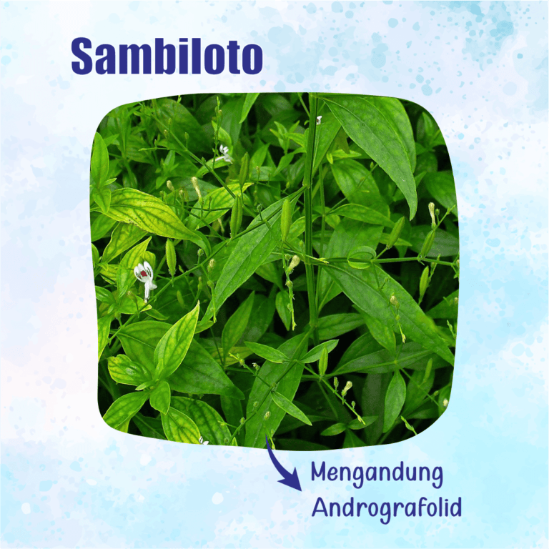Sambiloto untuk diabetes