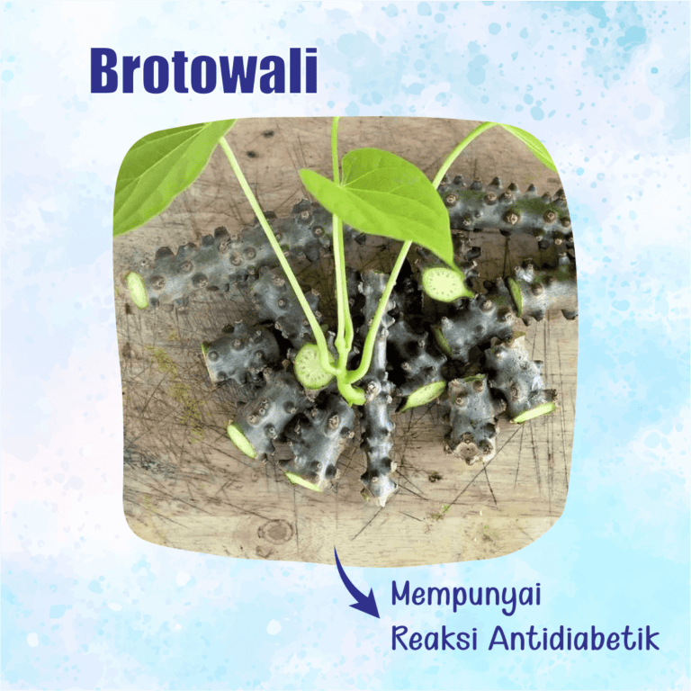 Brotowali untuk diabetes